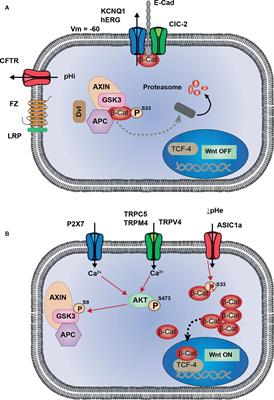 Interplay Between Ion Channels and the Wnt/β-Catenin Signaling Pathway in Cancers